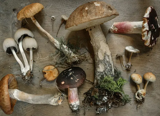 Various harvested wild mushrooms on a table